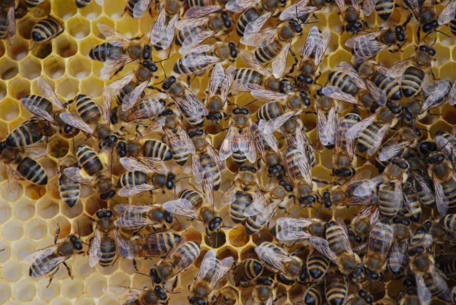 Cum verifici dacă ești alergic la propolis înainte să începi o cură