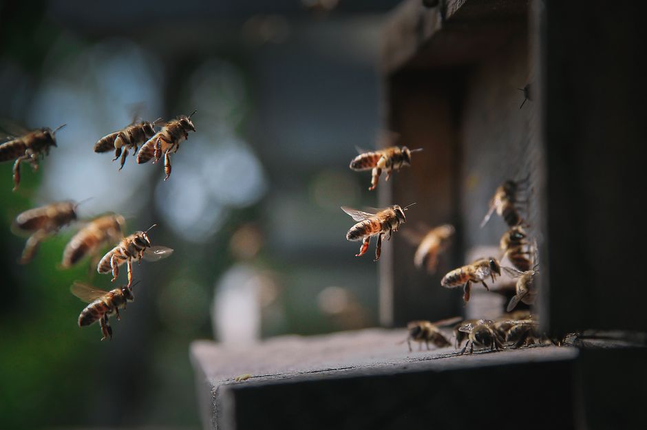Propolis: beneficii, forme și dovezi pentru gât și afte